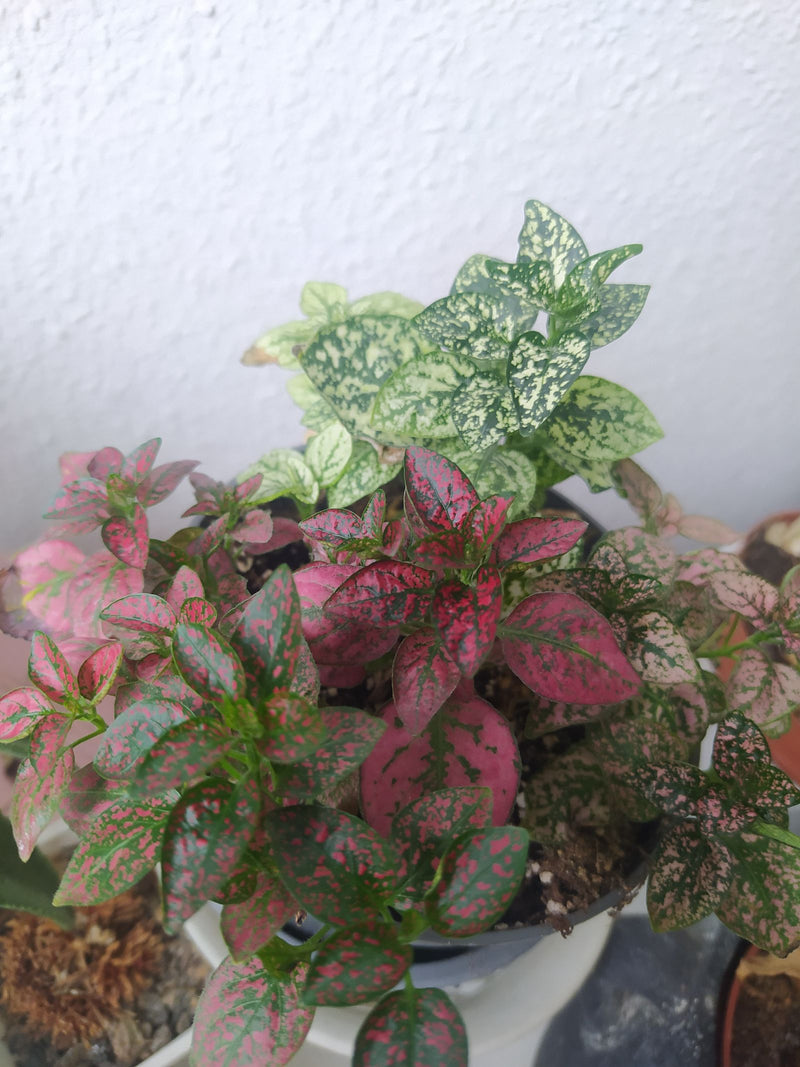 On peut voir une plante d'intérieur en pot saine avec des feuilles mouchetées de rose et de vert. La plante est placée devant un mur clair.