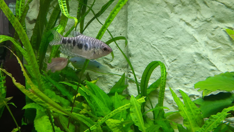 Gourami tacheté (variante en marbre) — Bild 1