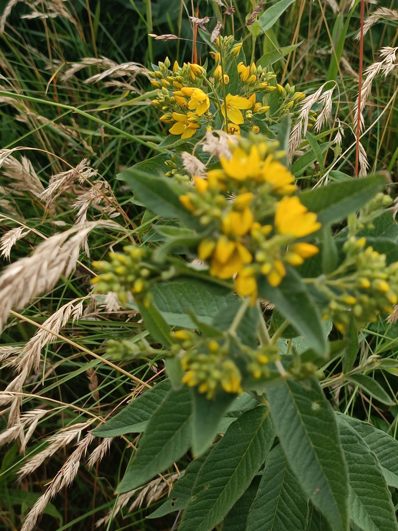 Tisserand jaune tacheté — Bild 1