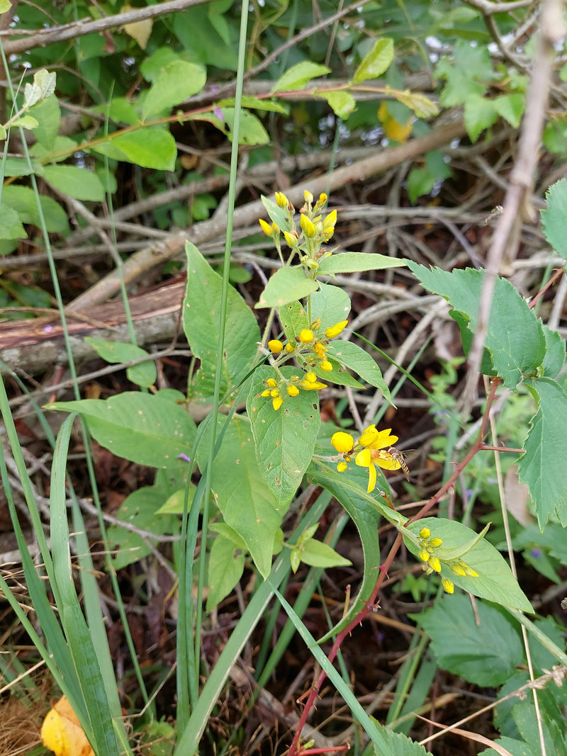 Tisserand jaune tacheté — photo 4 sur 6