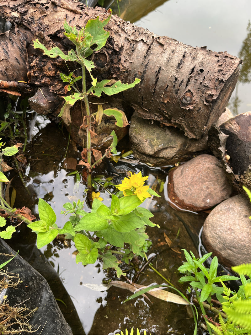 Tisserand jaune tacheté — photo 1 sur 6