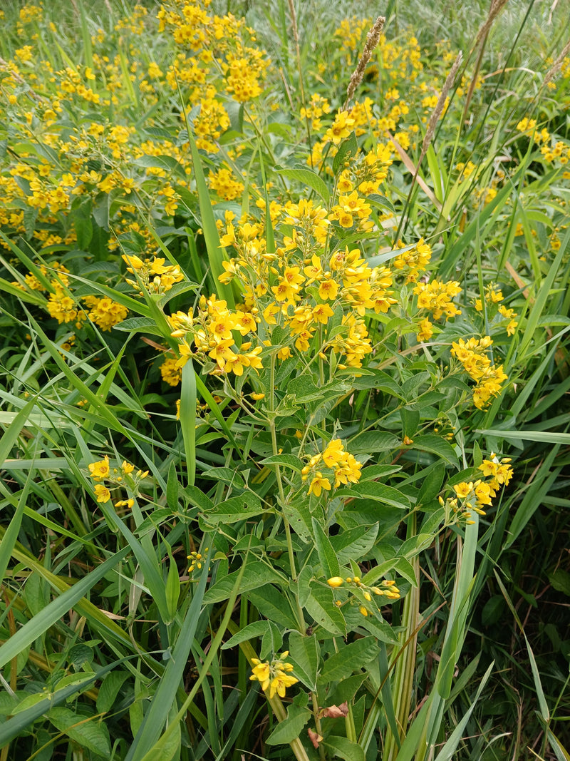 Tisserand jaune tacheté — photo 2 sur 6