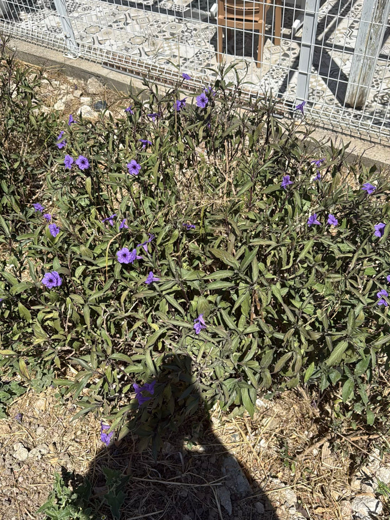 Un pétunia mexicain (Ruellia simplex) en fleurs pousse dans un parterre près d'une clôture métallique.