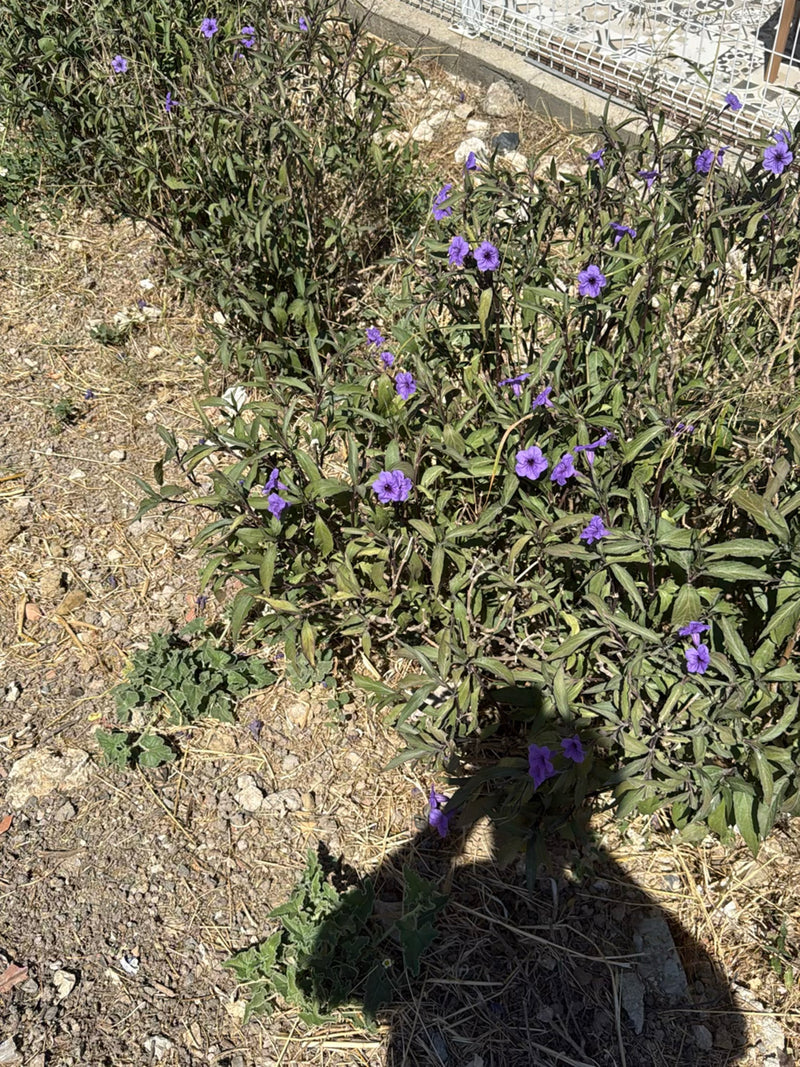 Un pétunia mexicain (Ruellia simplex) en fleur avec des corolles violettes pousse sur un sol sec et caillouteux.