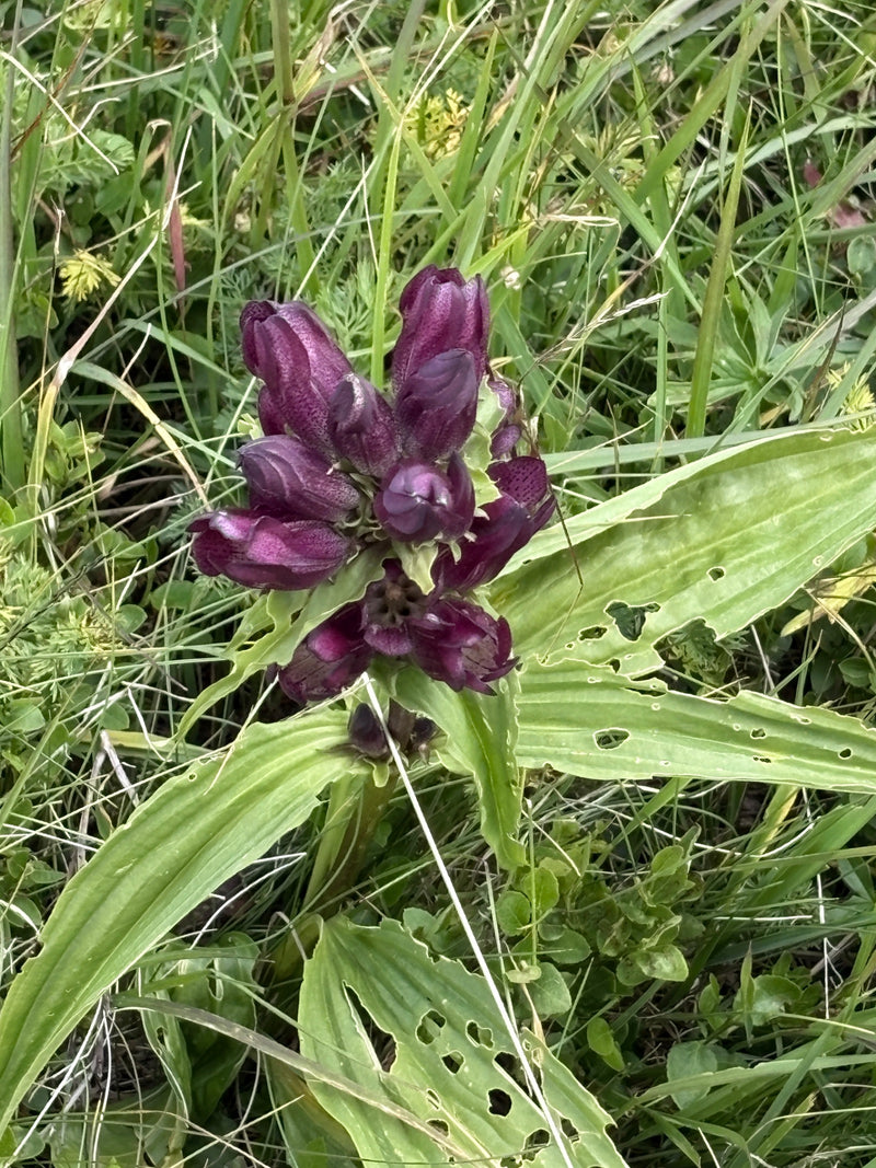 Gentiane violette — Bild 1