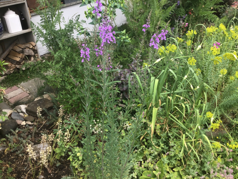 Linaire violette — Bild 1