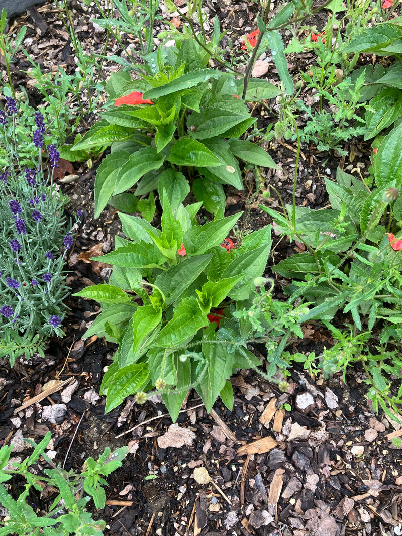 Échinacée violette — Bild 1