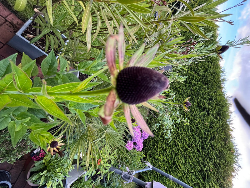 Échinacée violette — Bild 2