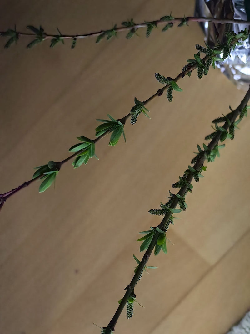 Saule violet — Bild 1