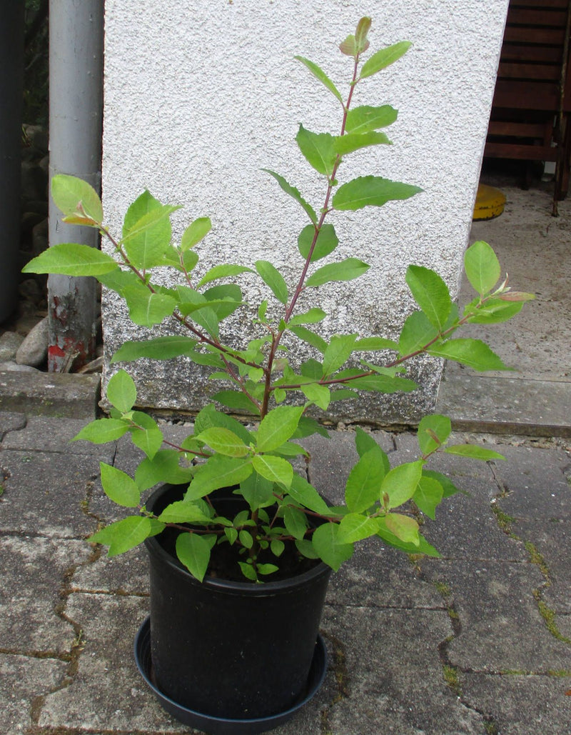 Un jeune saule pourpre pousse dans un pot de fleurs noir. Un mur clair crépi est visible en arrière-plan.