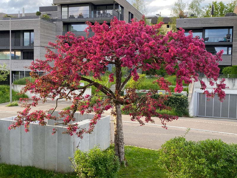 Pommetier violet — Bild 1