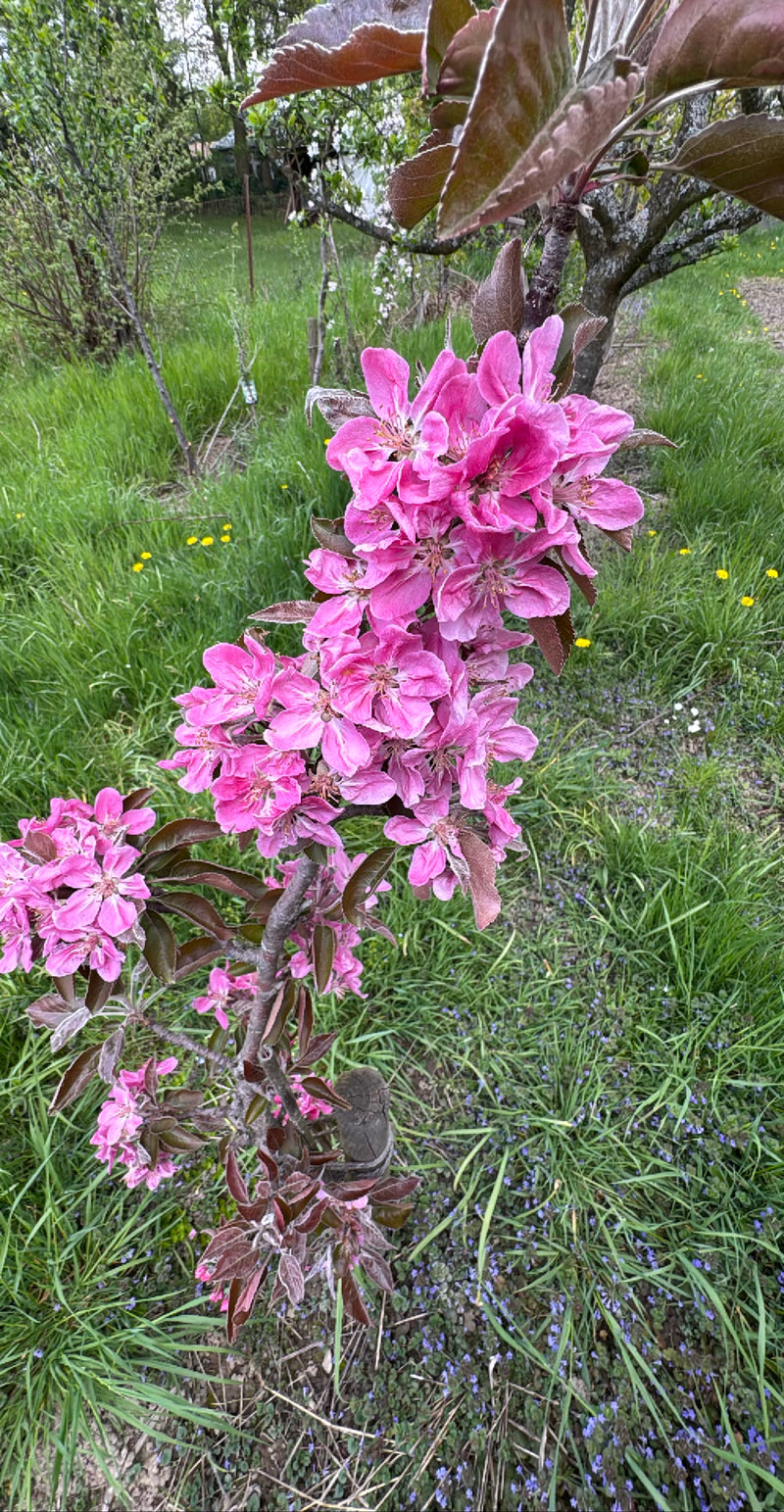 On aperçoit un pommier d'ornement en fleurs avec des fleurs roses et des feuilles rougeâtres. La photo montre une branche au-dessus d'une pelouse.