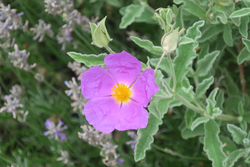 Ciste violet — Bild 1