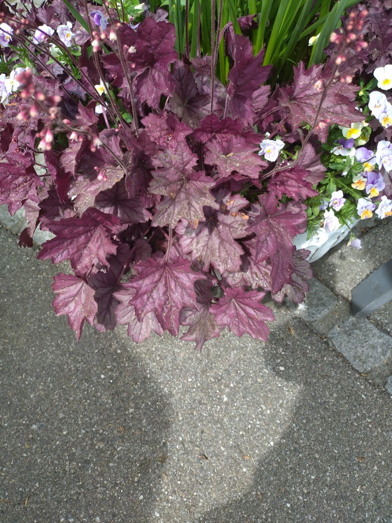 Cloches violettes — Bild 1