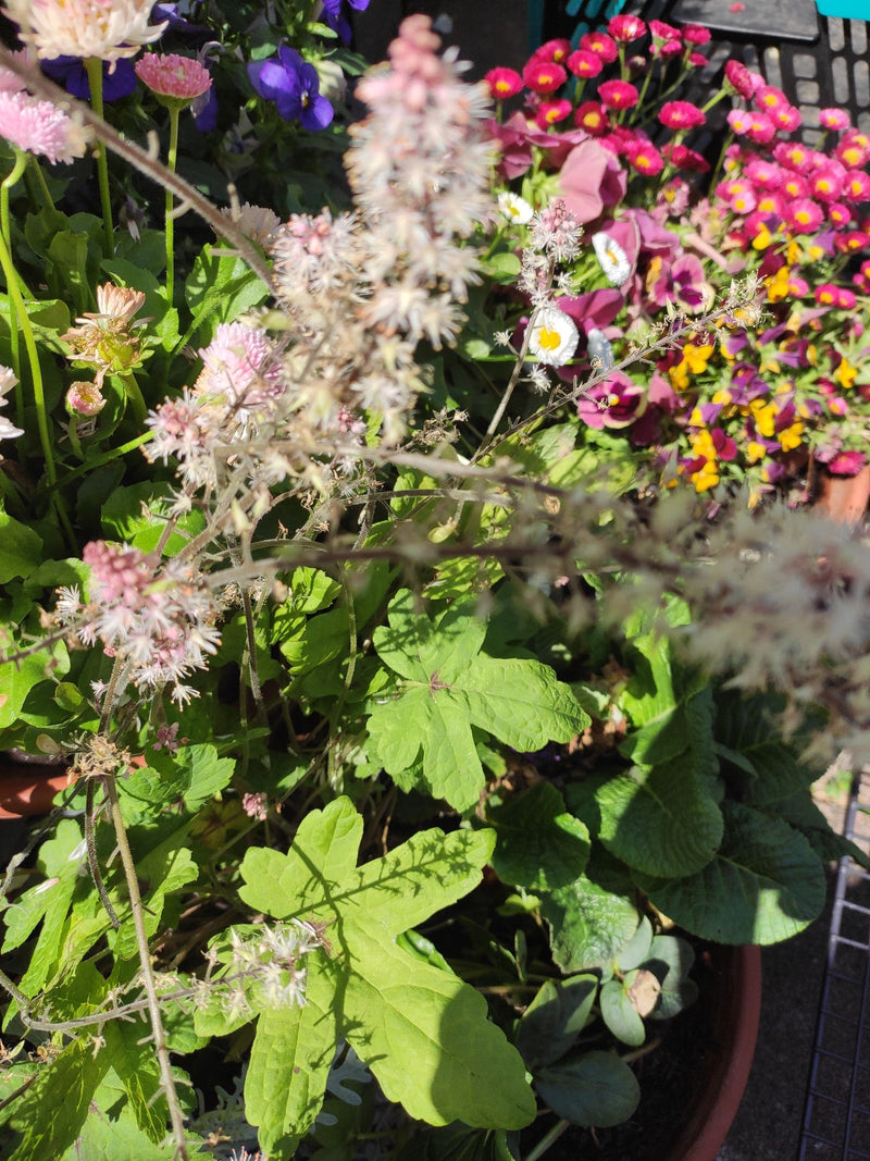 On peut voir un désespoir des peintres avec des feuilles jaunâtres caractéristiques et de délicates inflorescences dans un pot de fleurs. D'autres fleurs col...