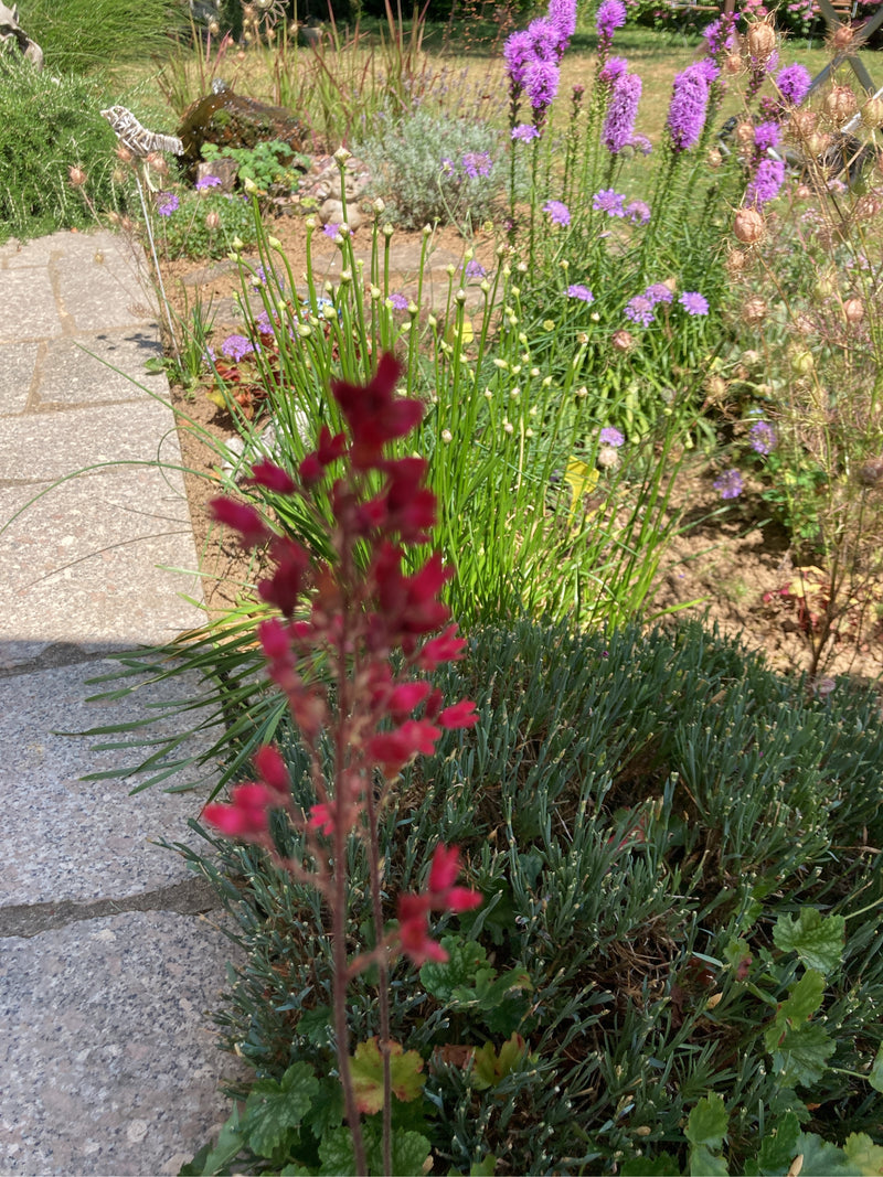 Au premier plan, l'inflorescence pourpre-rouge d'un désespoir du peintre est visible dans un parterre de jardin ensoleillé. La plante pousse à côté d'un chem...