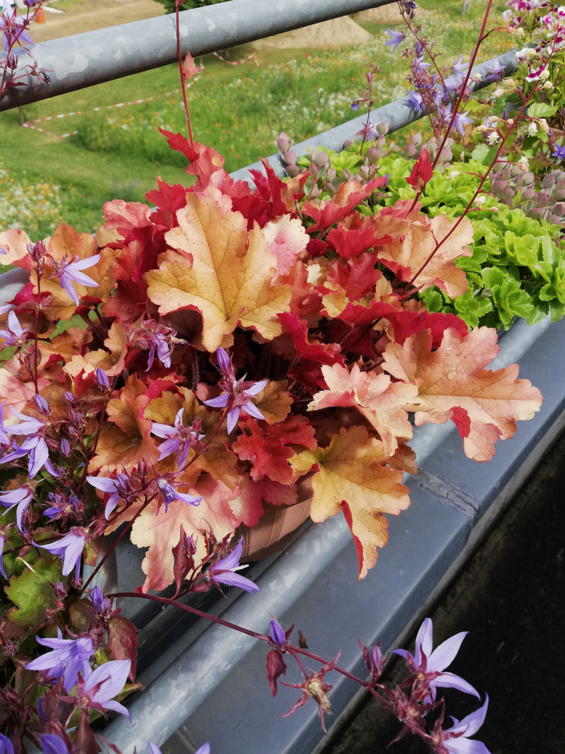 L'image montre un désespoir-des-peintres aux feuilles rouge-orange frappantes dans une jardinière de balcon. La plante pousse sur un balcon extérieur.