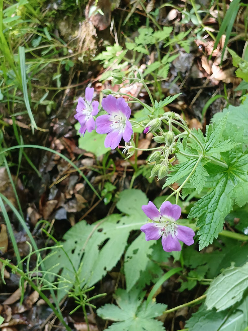 Géranium des Pyrénées — Bild 2