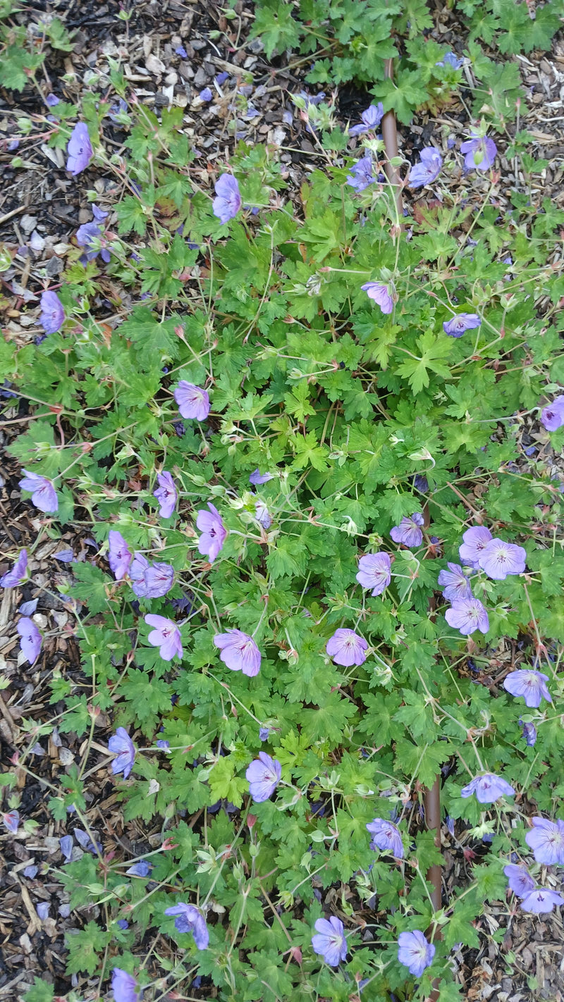 Géranium des Pyrénées — photo 1 sur 15