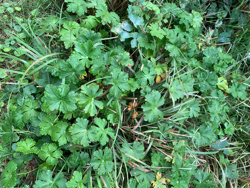 Géranium des Pyrénées — photo 2 sur 15