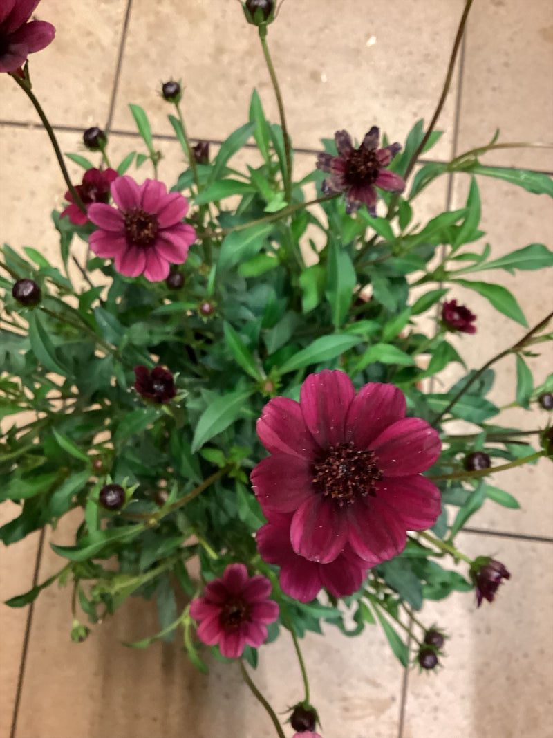 Oeil de fille aux feuilles verticillées — Bild 1