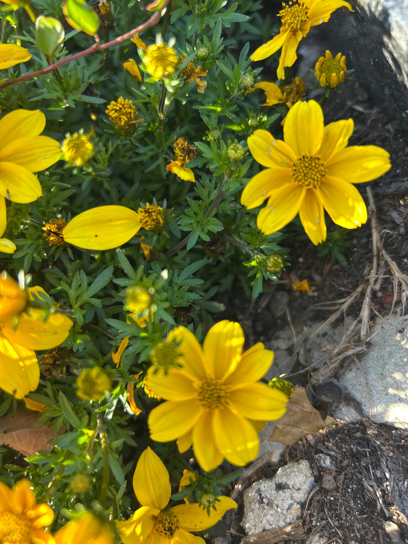 Oeil de fille aux feuilles verticillées — photo 1 sur 2
