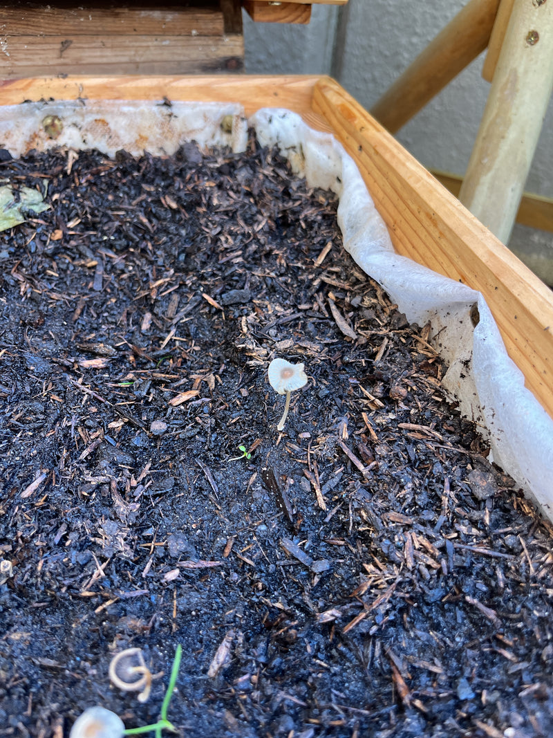 Sur un terreau sombre et humide dans une jardinière, un petit parasola plicatilis solitaire se dresse avec une fine tige et un chapeau plié en parapluie. Un ...