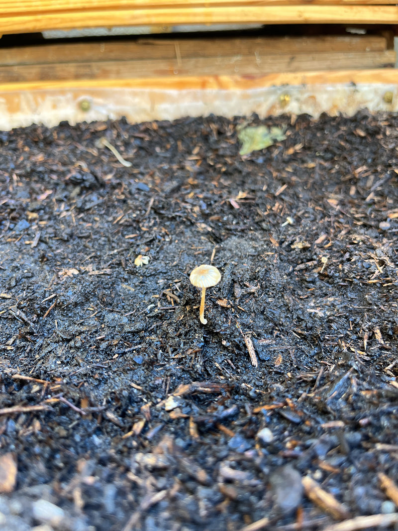 Un seul coprin plissé se dresse sur un sol de jardin humide avec un chapeau délicat et rainuré. Le petit champignon est bien visible.