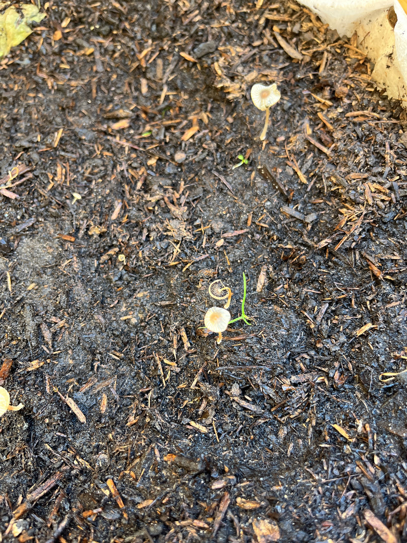 Plusieurs petits coprins plissés poussent sur de la terre de jardin sombre. Les délicats carpophores sont dispersés sur le sol humide.