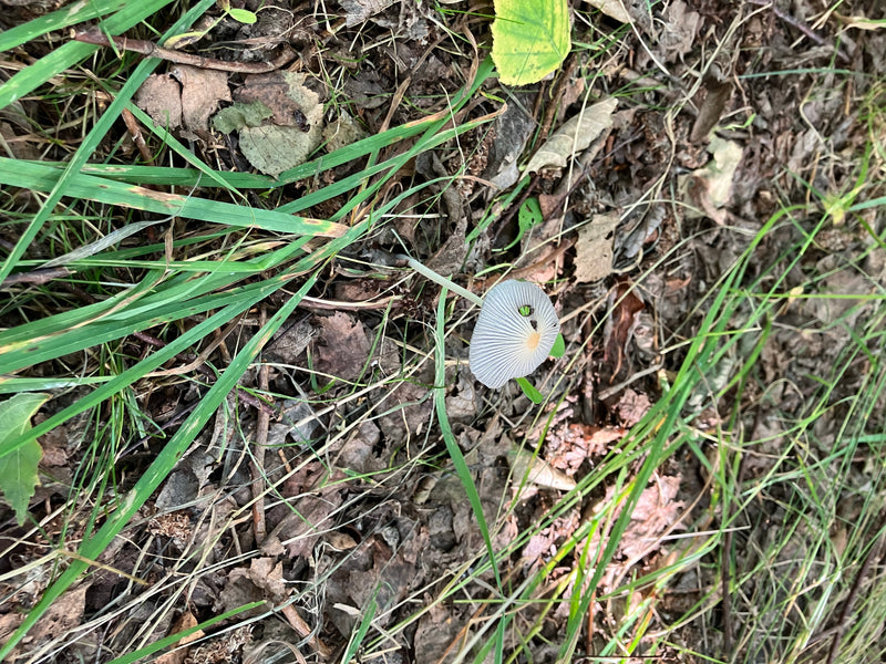 Un seul coprin plissé se dresse sur le sol de la forêt parmi les feuilles et l'herbe. Le chapeau gris et délicat présente des rainures caractéristiques.