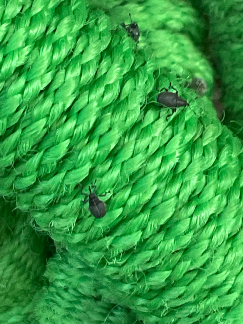 Charançon (genre Anthonomus) — Bild 1