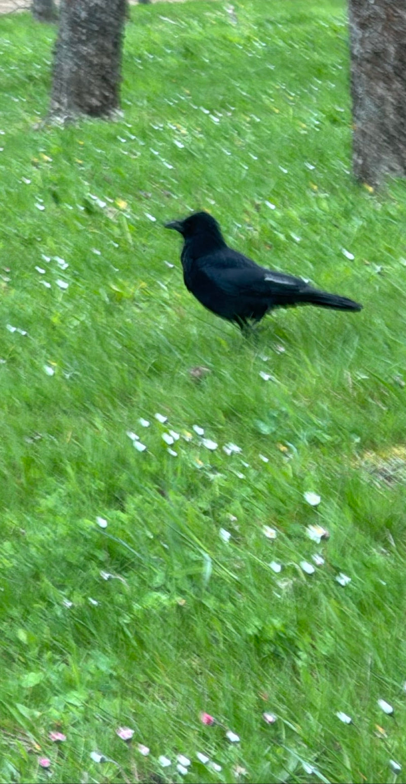 Corneille noire — Bild 3