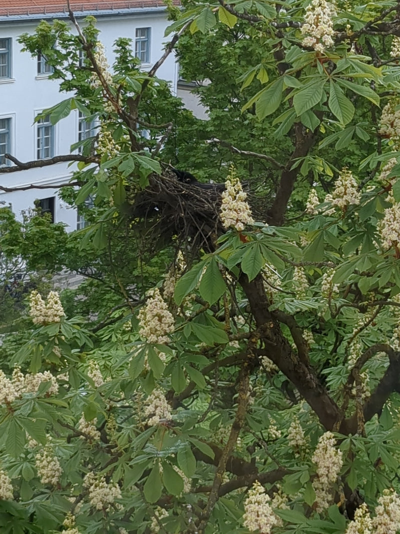Une corneille noire est assise dans son grand nid situé dans les branches d'un arbre en fleurs. Un bâtiment est visible à l'arrière-plan.
