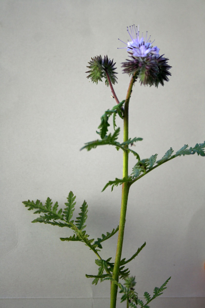 Phacélie — Bild 1