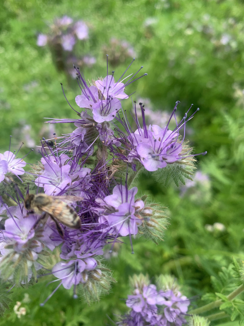 L'image montre les fleurs violettes caractéristiques et les tiges très velues de la phacélie à feuilles de tanaisie. Une abeille domestique est posée sur les...