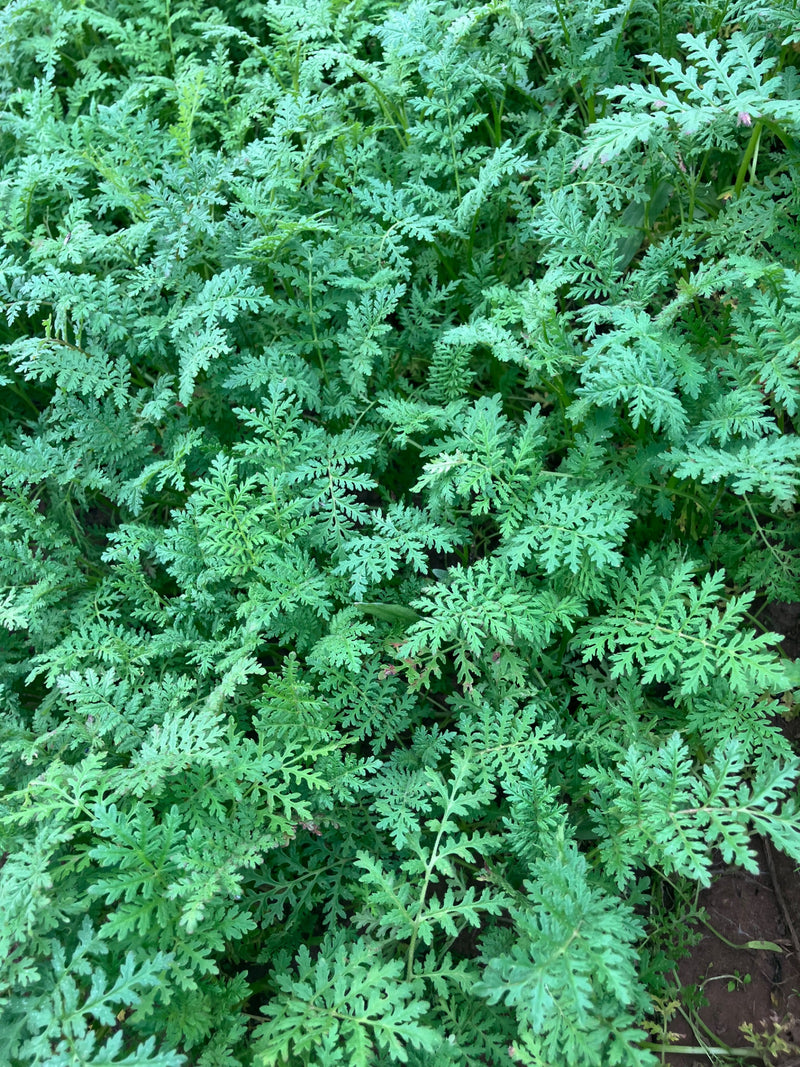 On peut voir les feuilles vertes et caractéristiques de Phacelia tanacetifolia. Les plantes poussent de manière dense sur le sol.