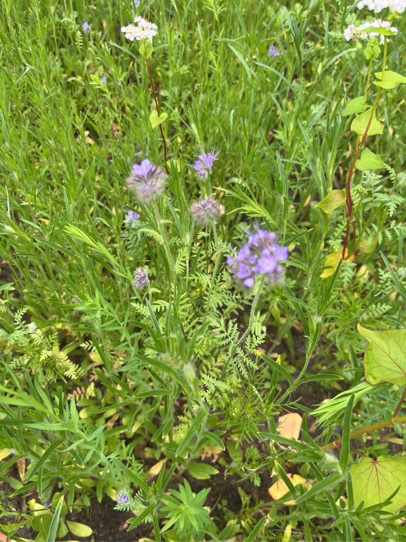 On peut voir une phacélie avec des inflorescences violettes caractéristiques et des feuilles finement pennées. La plante pousse au milieu d'une prairie verte.