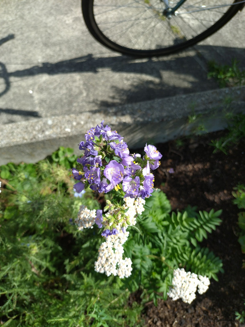 On y voit une phacélie en fleurs avec des inflorescences violettes caractéristiques et des feuilles pennées. La photo montre la plante vue du dessus dans un ...