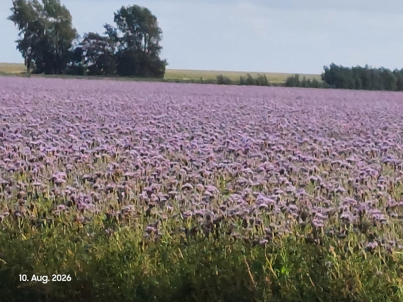 L'image montre un vaste champ rempli de plantes de phacélie en fleurs sous un ciel clair. Les nombreuses fleurs mauves forment une surface dense.