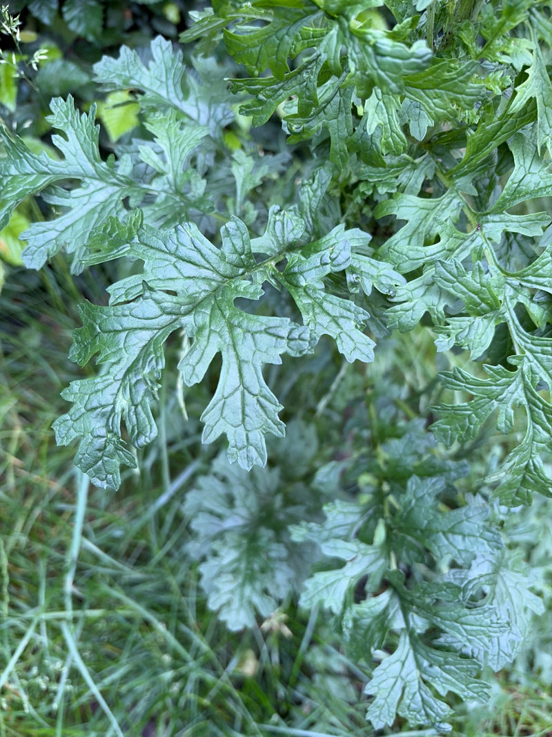 On voit les feuilles vert foncé profondément lobées de la tanaisie en gros plan. Elles poussent densément dans un environnement naturel.