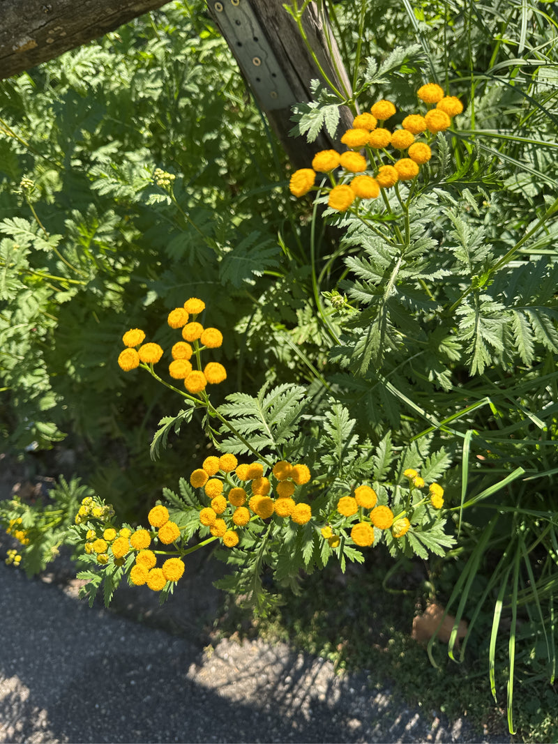 Une tanaisie commune en fleur avec des capitules jaune vif en forme de boutons et des feuilles pennées au bord d'un chemin près d'une clôture en bois.