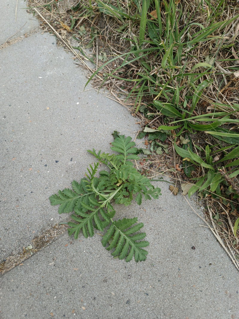 Un jeune spécimen de tanaisie pousse directement dans un joint entre des dalles de trottoir grises. Les feuilles pennées typiques sont bien visibles.