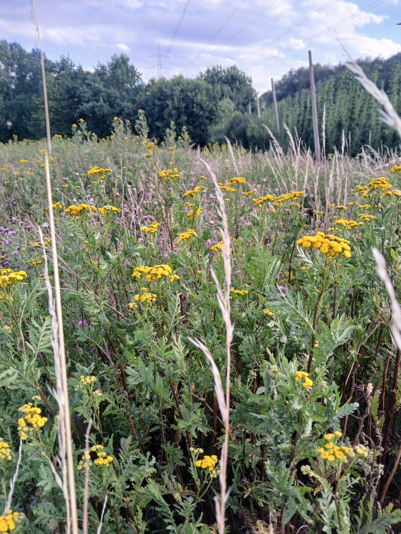 De nombreuses tanaisies aux inflorescences jaunes typiques en forme de boutons fleurissent dans une prairie. Elles poussent de manière dense devant la lisièr...