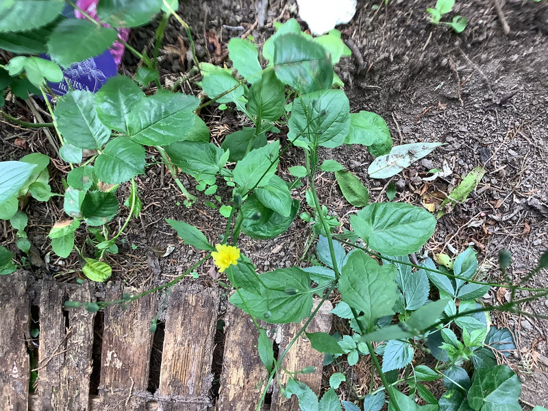 Chou de pluie commun glandulaire — Bild 1