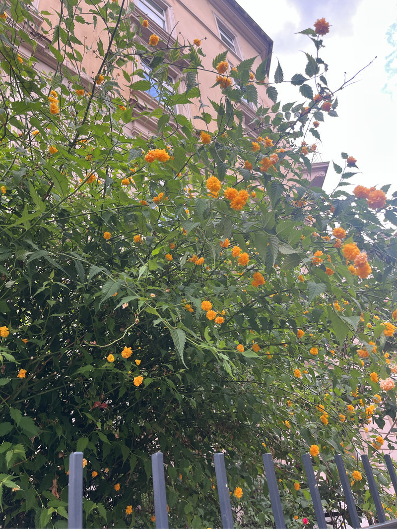 Buisson de renoncules — Bild 2