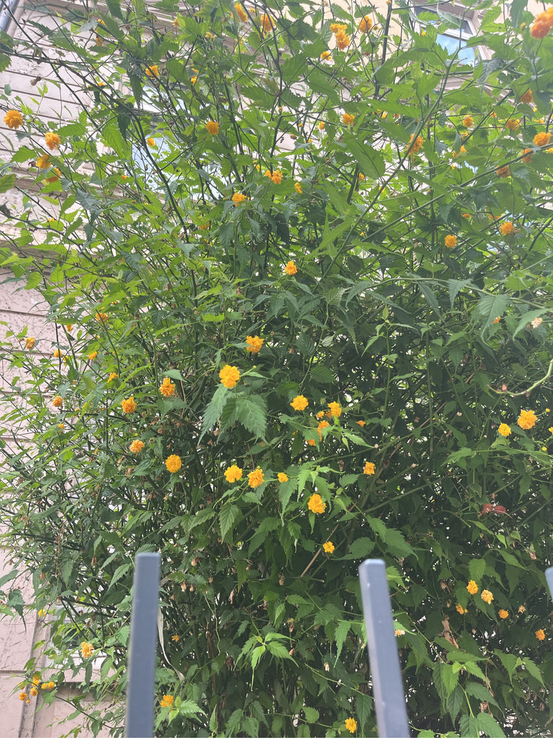 Buisson de renoncules — Bild 1