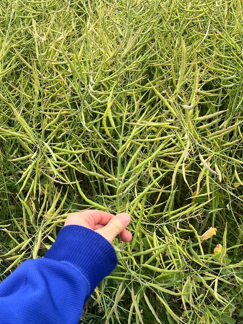 L'image montre un plant de colza avec de nombreuses gousses vertes dans un champ dense. Une main dans un pull bleu tient une tige.