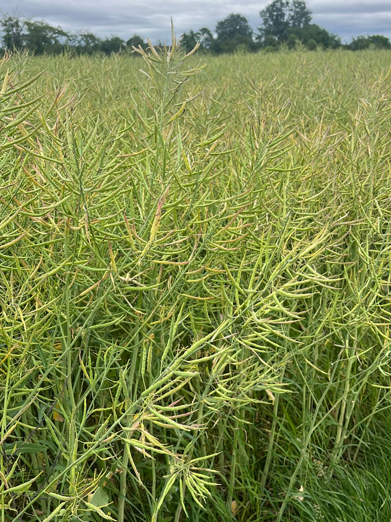L'image montre un peuplement dense de colza dans un champ à l'état mûr avec de nombreuses gousses. Les plantes sont sous un ciel nuageux.