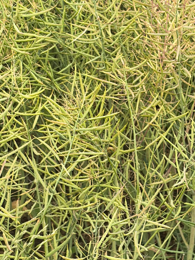 L'image montre un peuplement dense de siliques de colza mûres. Les nombreuses gousses vertes et légèrement brunâtres sont serrées sur les plantes.