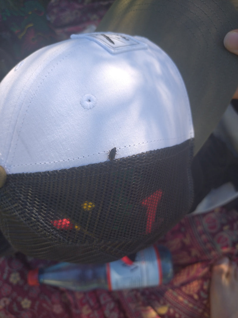 Un petit scarabée sombre est assis sur une casquette de baseball claire. Il se repose tranquillement sur le tissu.